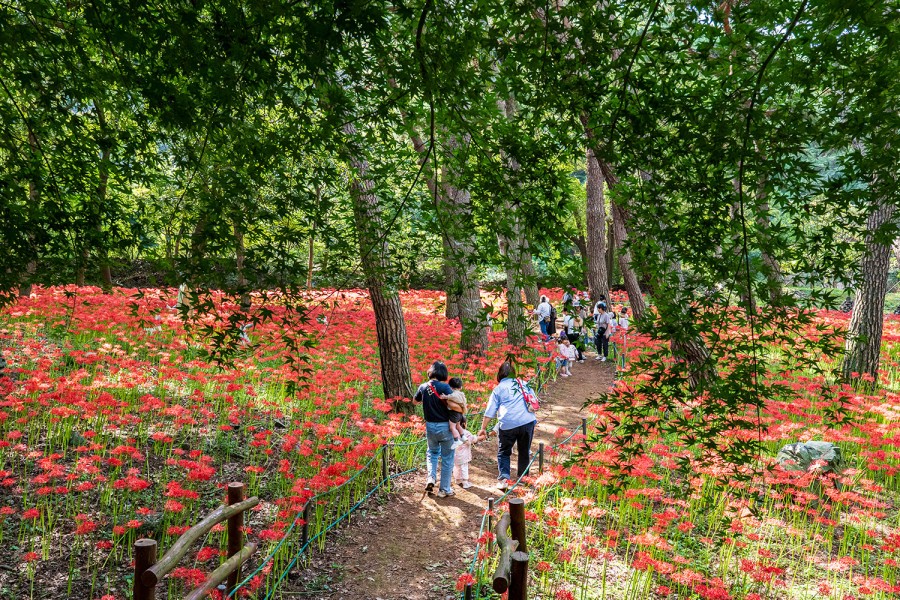Seongju Mountain Flower Park