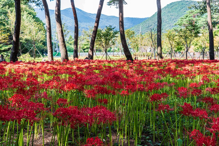 Seongju Mountain Flower Park