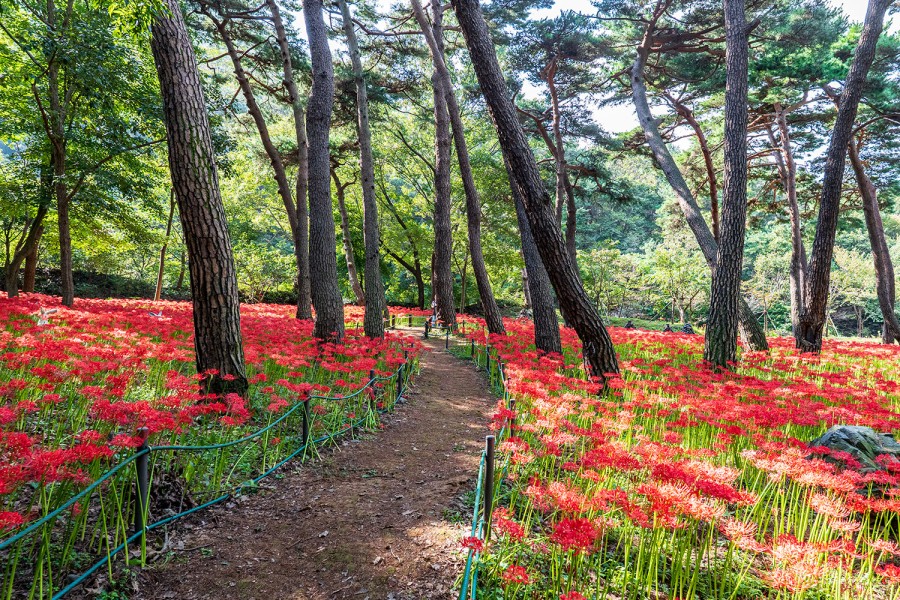 Seongju Mountain Flower Park