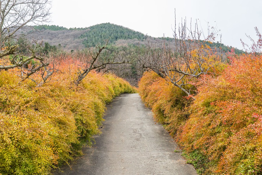 Mugunghwa Arboretum