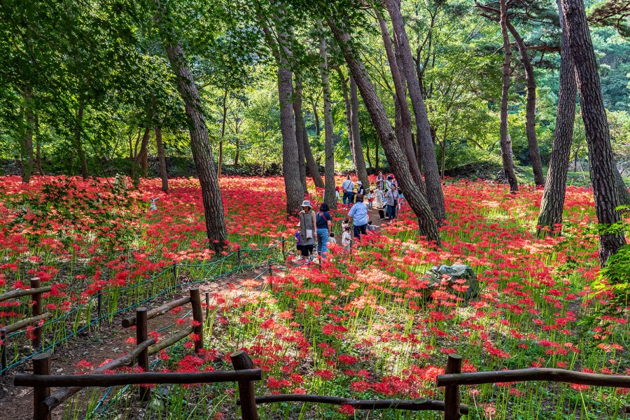 Seongju Mountain Flower Park