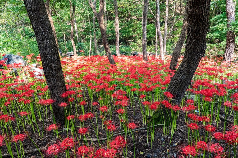 Seongju Mountain Flower Park