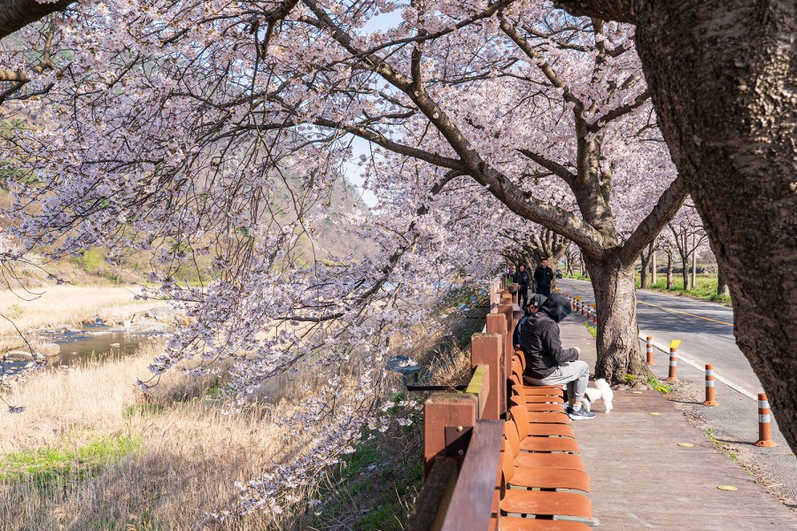 Jusan Spring Flower Festival