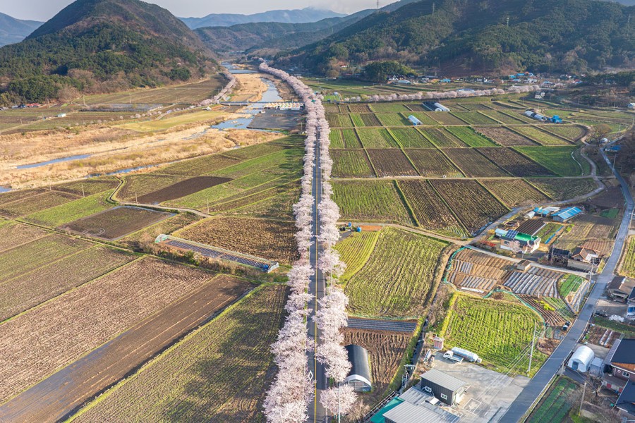Jusan Spring Flower Festival