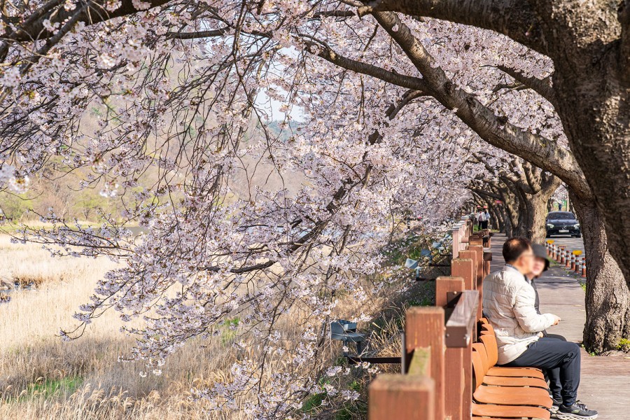 Jusan Spring Flower Festival
