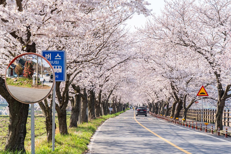 Jusan Spring Flower Festival