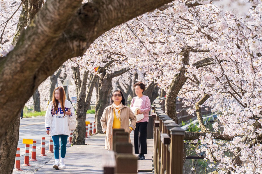 Jusan Spring Flower Festival