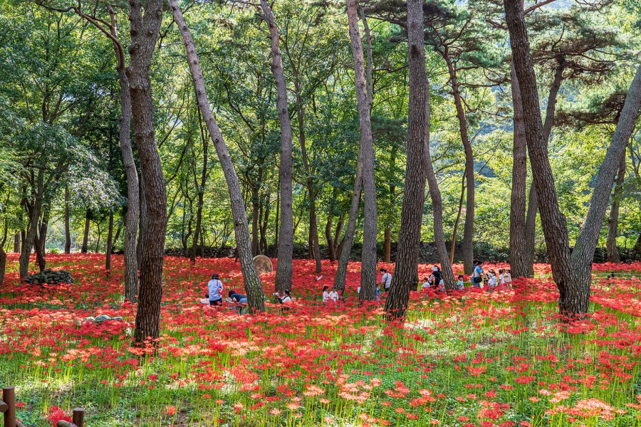 성주산꽃무릇공원