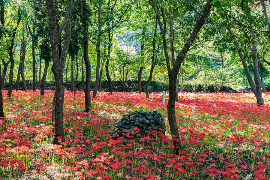 성주산꽃무릇공원