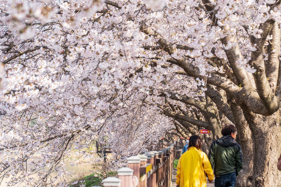 주산벚꽃축제