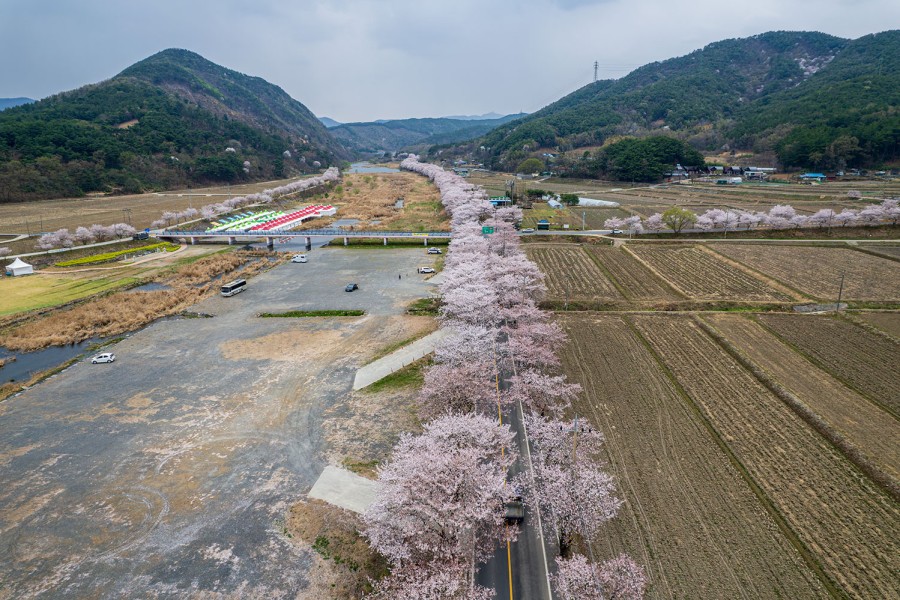 주산벚꽃축제